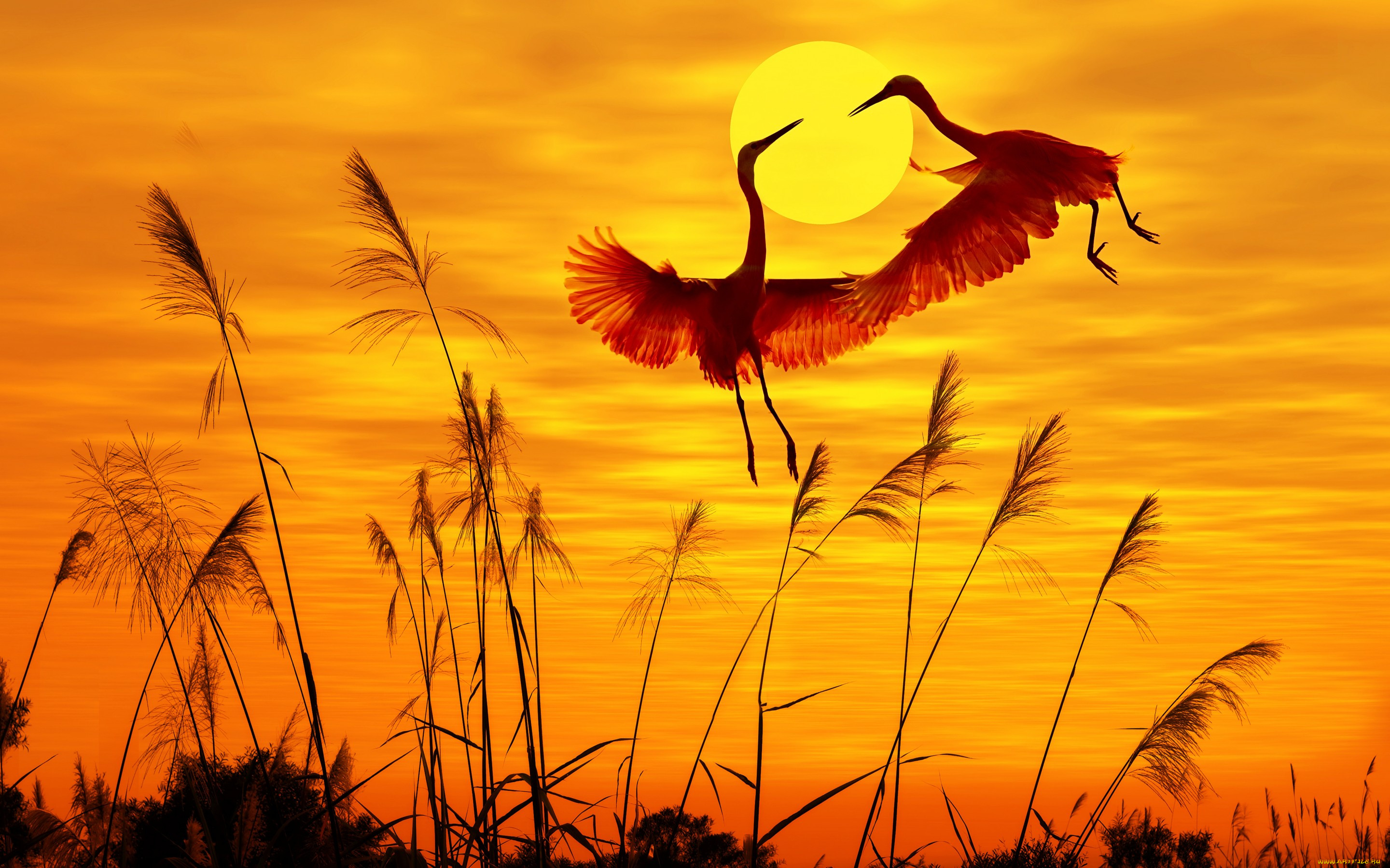 , ,  , , , , , , flying, birds, sunset, sky, , , sunlight